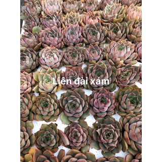 Sen vỉ mini
