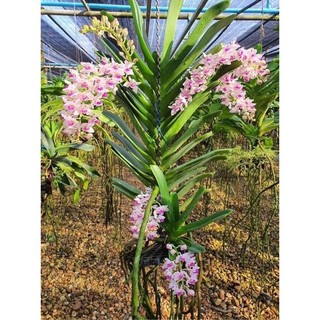 Ngọc Điểm lá kiếm cây chậu bí