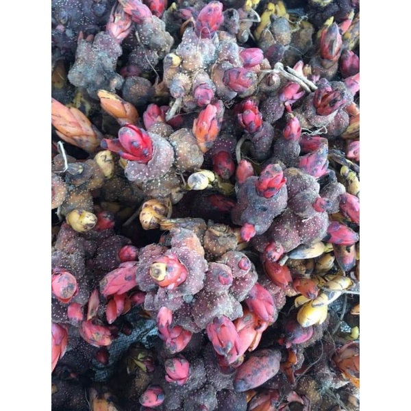 Nấm Ngọc cẩu tươi và khô 1kg