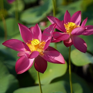 Củ giống sen mini Tú Mạc - Mini Garden