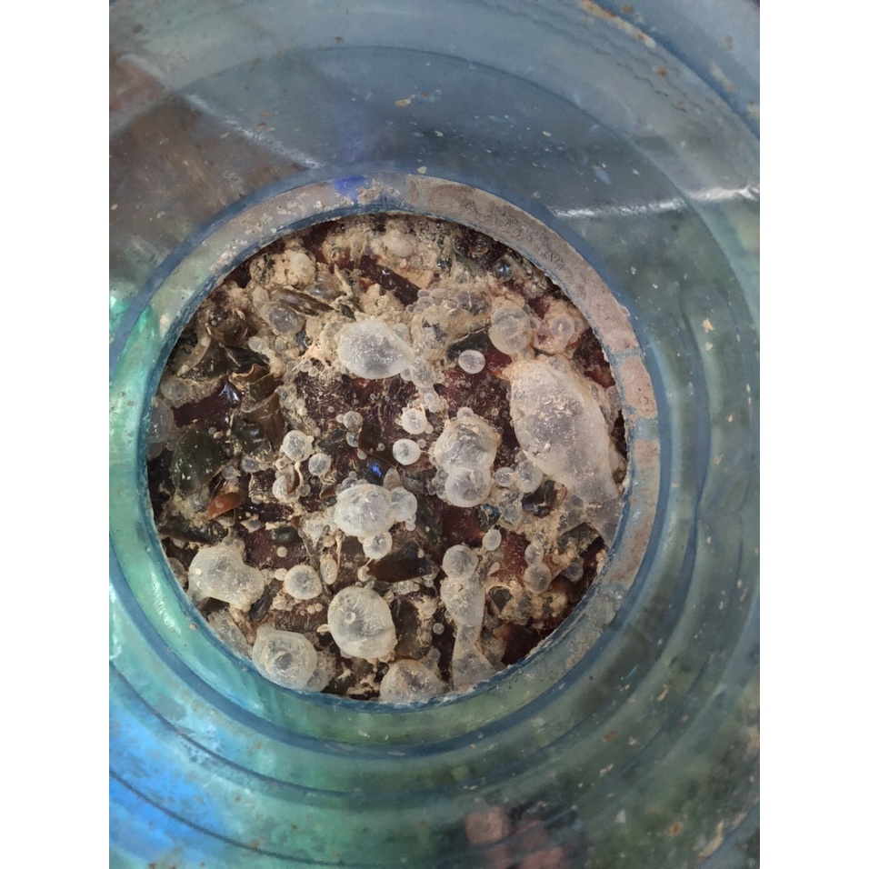 GE Nha Đam + Dịch Nha Đam  - Phân Bón Hữu Cơ - Kích rễ - Kích kie - Kích thích Sinh trưởng.