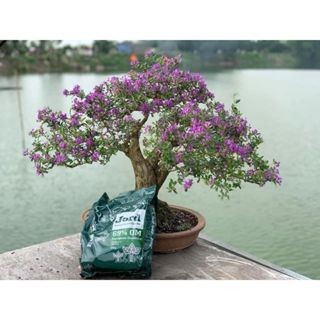 [TÚI 2KG] Phân hữu cơ tan chậm Jord (Na Uy)