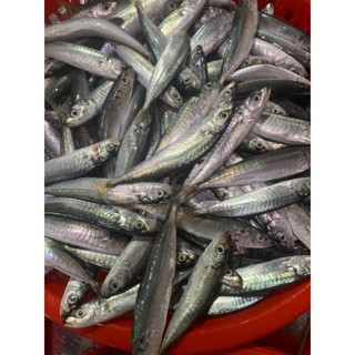 Cá nục nhỏ nguyên con - 0.5kg