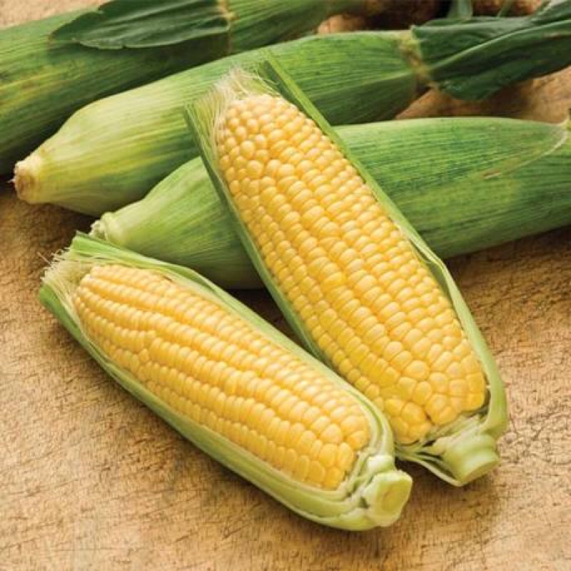 5gram Hạt giống bắp ngọt trồng quanh năm