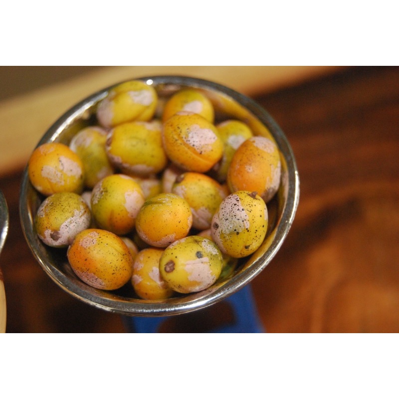 Mô hình cóc sống và cóc chín thu nhỏ bằng đất sét