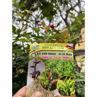 Siêu bật chồi, bật mầm, kích rễ giúp cây ra mầm nhanh, nhiều rễ, xanh lá