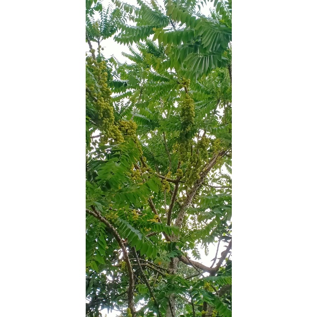 Cây chùm ruột giống