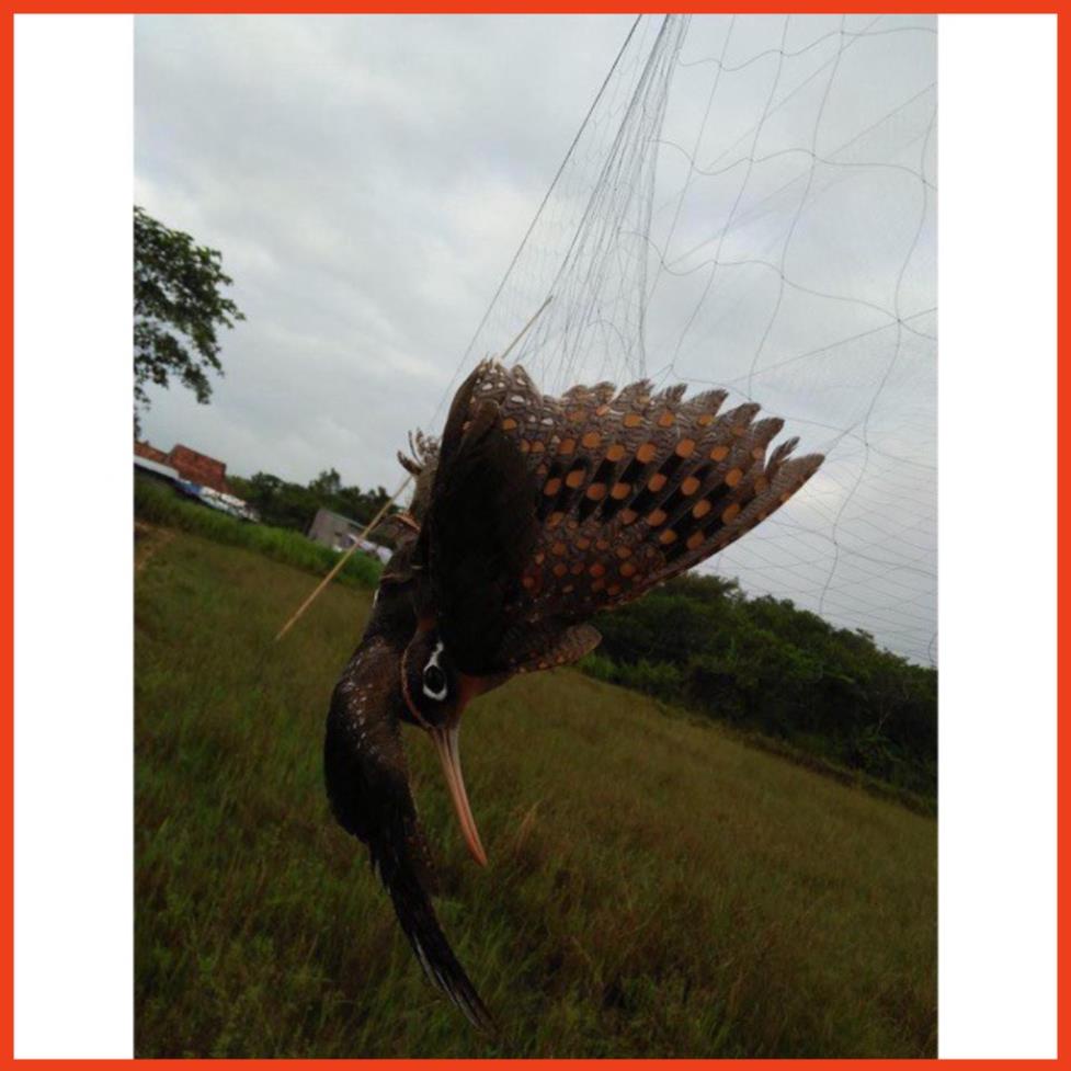 Lưới bẫy chim tàng hình hàng thái lan bắt các loại chim chào mào,chim ri+chim trao trảo + khuyên v..v  -