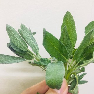 Lá tươi xô thơm sage 100g