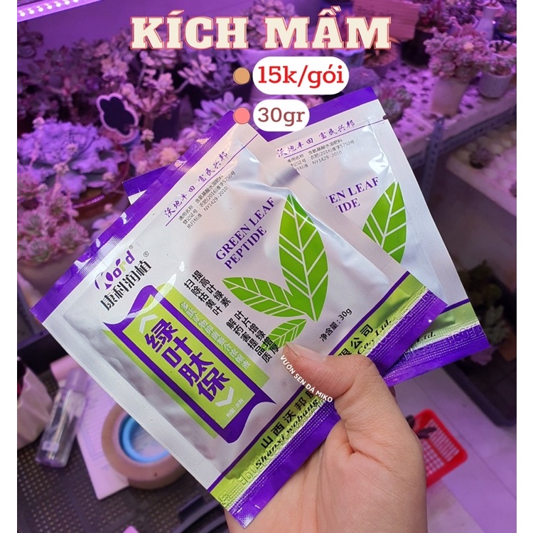 Kích mầm dưỡng lá dùng cho sen đá có sẵn tại vườn MIKO_GARDEN lỗi 1 đền 1