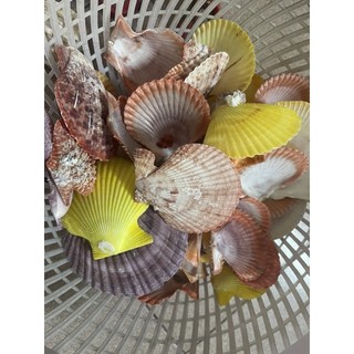 1Kg VỎ SÒ CÁC LOẠI