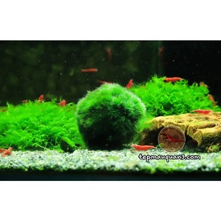 Cầu rêu mossball size lớn - tảo cầu marimo trang trí hồ tép