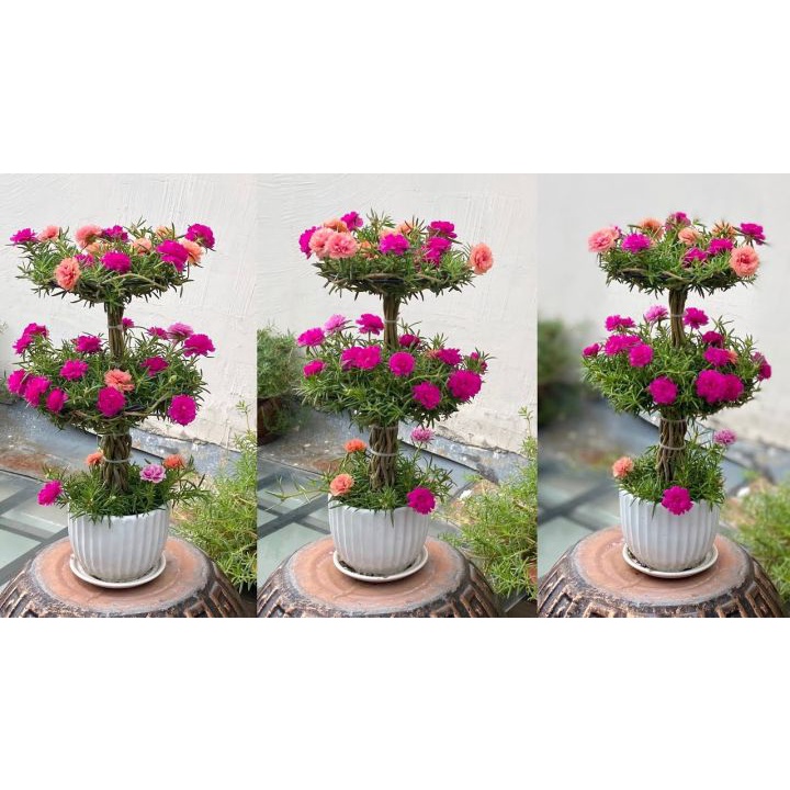 HAT GIỐNG HOA MƯỜI GIỜ KÉP ,MIX ĐỦ  MÀU , BÔNG TO NHƯ HÌNH