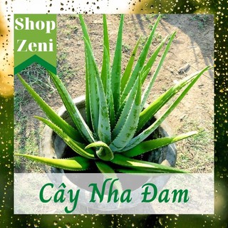 Giống cây nha đam , cây lô hội cao 15 - 20cm
