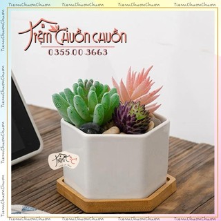 Chậu Đất Nung Lục Giác Mini Trồng Sen Đá Nhiều Màu - Chậu gốm sứ Bát Tràng tiemchuonchuon