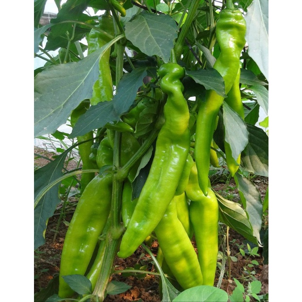 Hạt giống ớt nhăn 50 hạt/gói