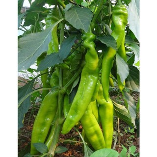 Hạt giống ớt nhăn 50 hạt/gói