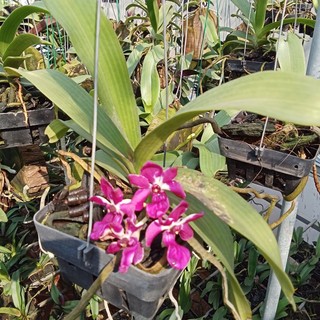 Lan Đai Châu Cây Bắt Đầu Ra Hoa