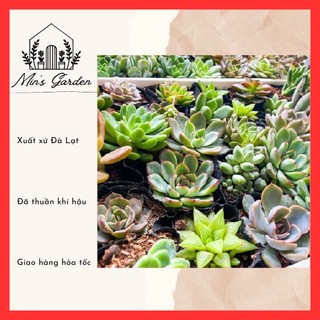 Combo 20 sen đá size bầu 5-7cm 🔥free ship🔥 xuất xứ đà lạt, đã thuần khí hậu