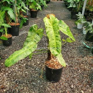 Philodendron Paraiso Verde