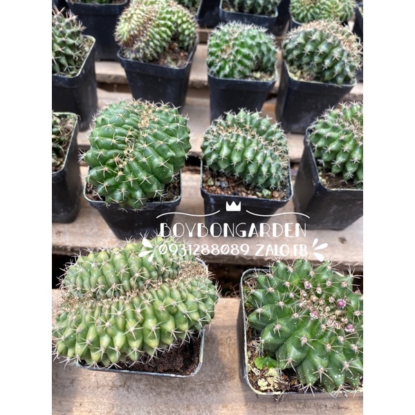 Cây xương rồng gym crest gym sâu 6-7cm _🌵hàng sẵn