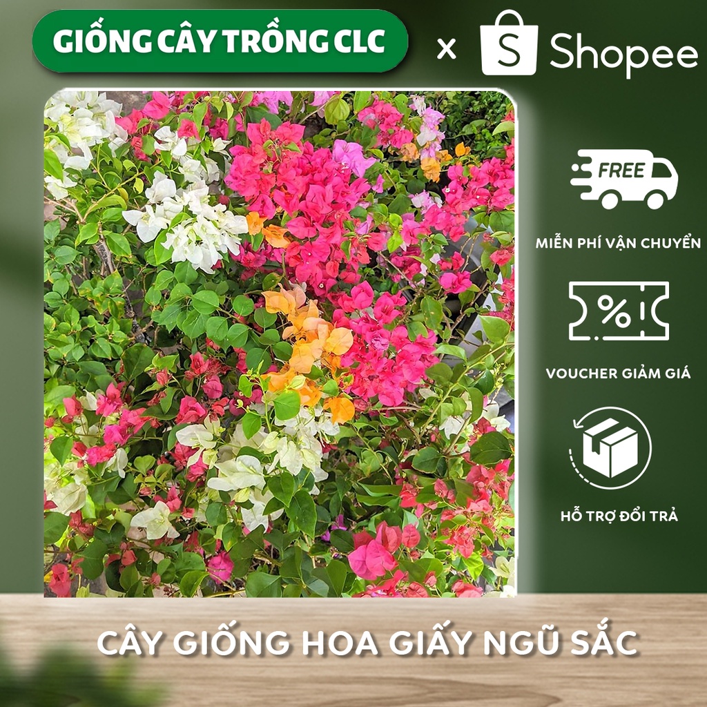 Cây giống hoa giấy ngũ sắc Thái Lan nhiều màu, cho hoa sau 3 - 5 tháng trồng, cây giống khỏe ít sâu bệnh