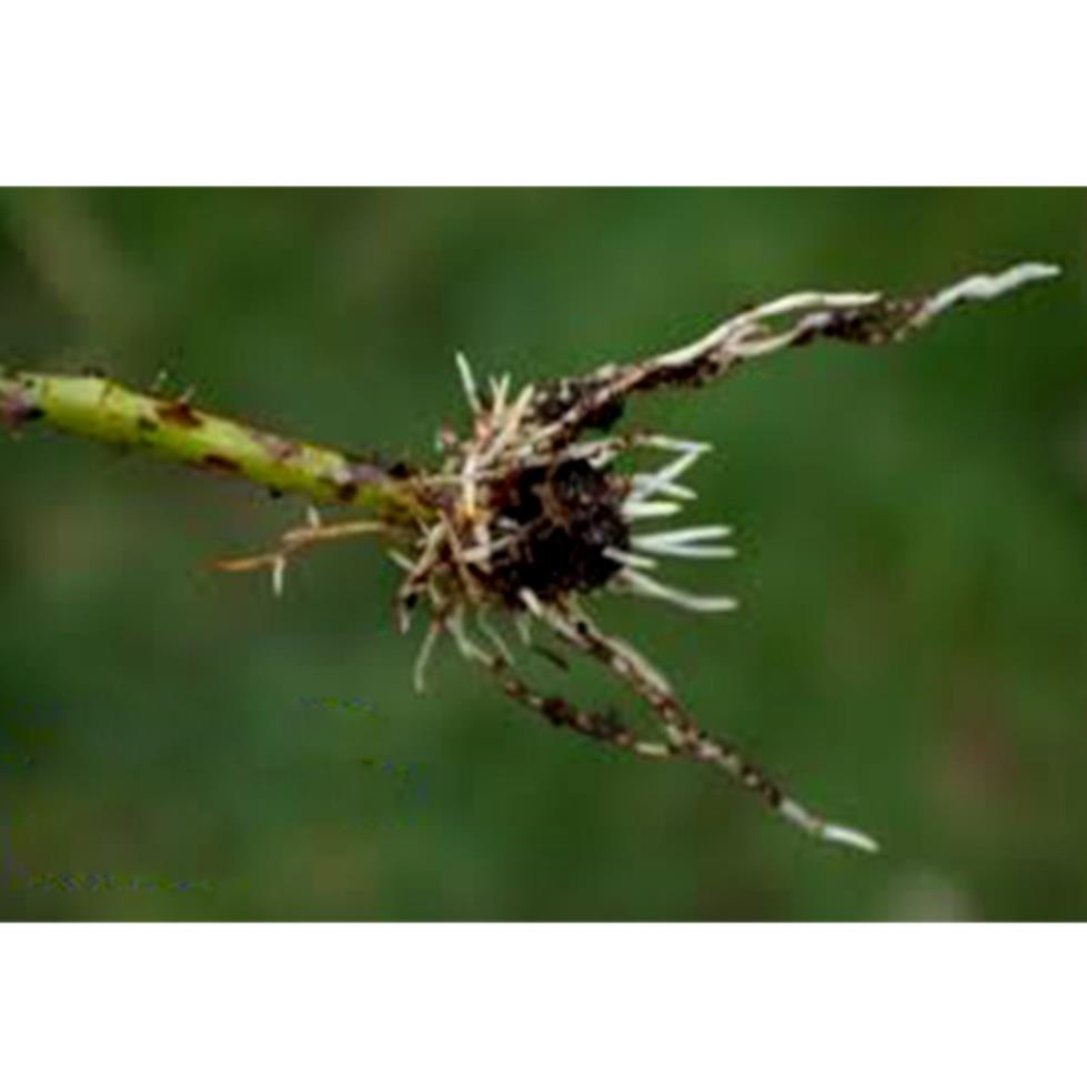 Combo 2 loại kích thích ra rễ N3M 100gr và Keo Bôi Liền Sẹo chuyên dùng cho hoa cây cảnh