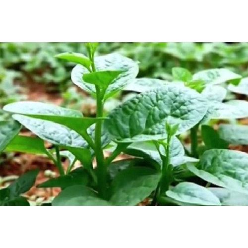 Deal 10K - Combo 15 loại hạt giống rau củ trồng sân thượng đầy đủ - Tập làm vườn cùng Tạ Gia Trang