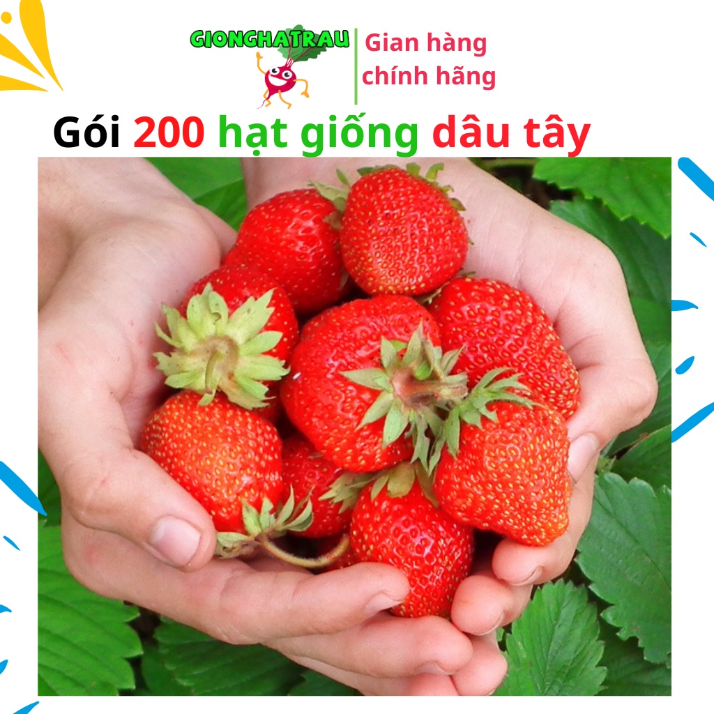 Hạt giống dâu tây chịu nhiệt F1 gói 200 hạt giống dễ nảy mầm shop GIONGHATRAU