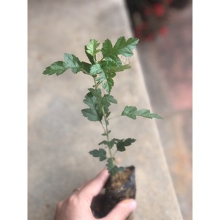 cây giống táo mèo ( Sơn trà)