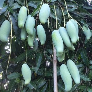 CÂY XOÀI HẠT LÉP (cây cao 40-50cm)