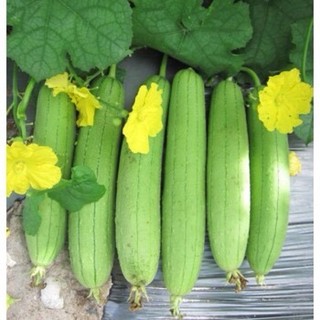 Cải chíp ( cải thìa) F1