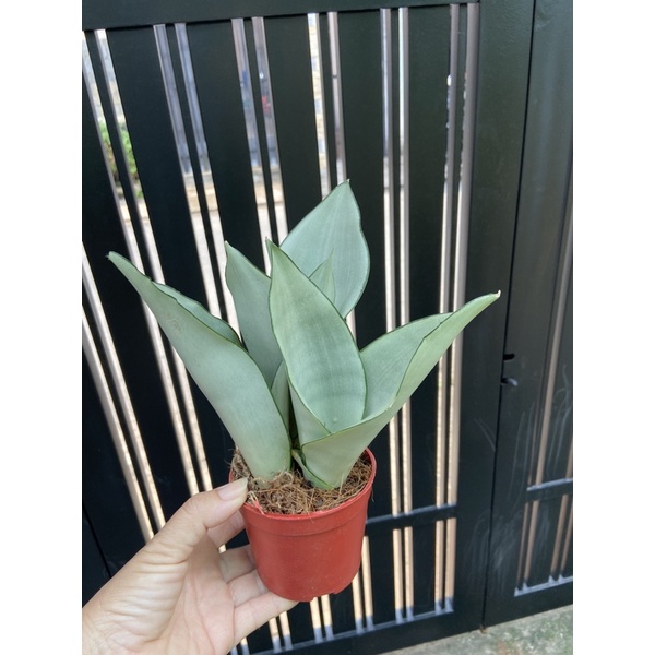 Lưỡi hổ bạc