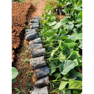 CÂY VẢ MẬT GIỐNG( cây giống cao 40-60cm)