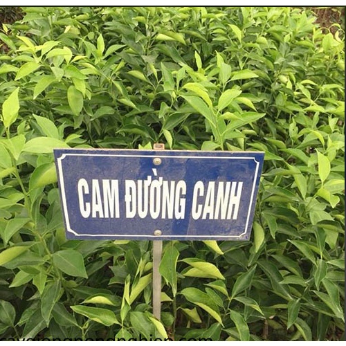 Cây cam đường canh siêu ngọt