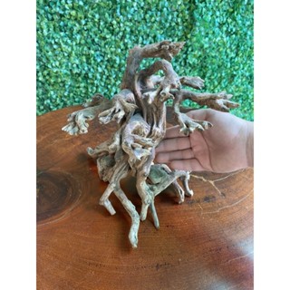 CÂY CẢNH HỒ CÁ 23x23CM LŨA HỒ CÁ - CÂY THỦY SINH