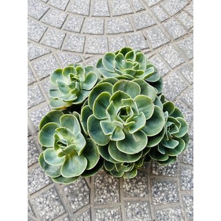 sen đá đất xanh bụi 1 gốc