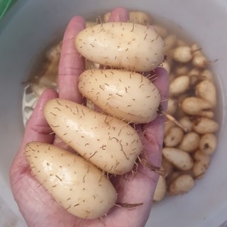 1kg củ lùn giống