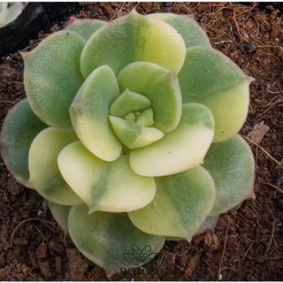 Sen đá nicksana đột biến đẹp