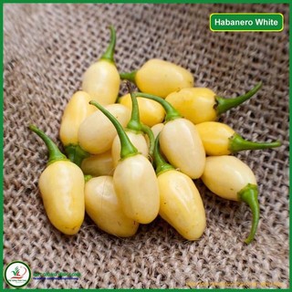 Hạt giống Ớt Habanero White - 10 hạt