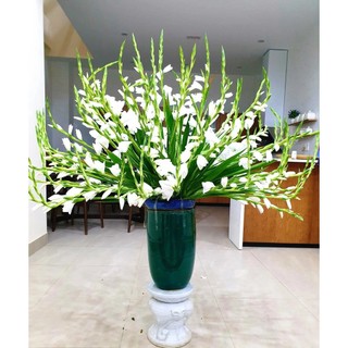 Củ hoa lay ơn trắng (Củ giống nhập ngoại)
