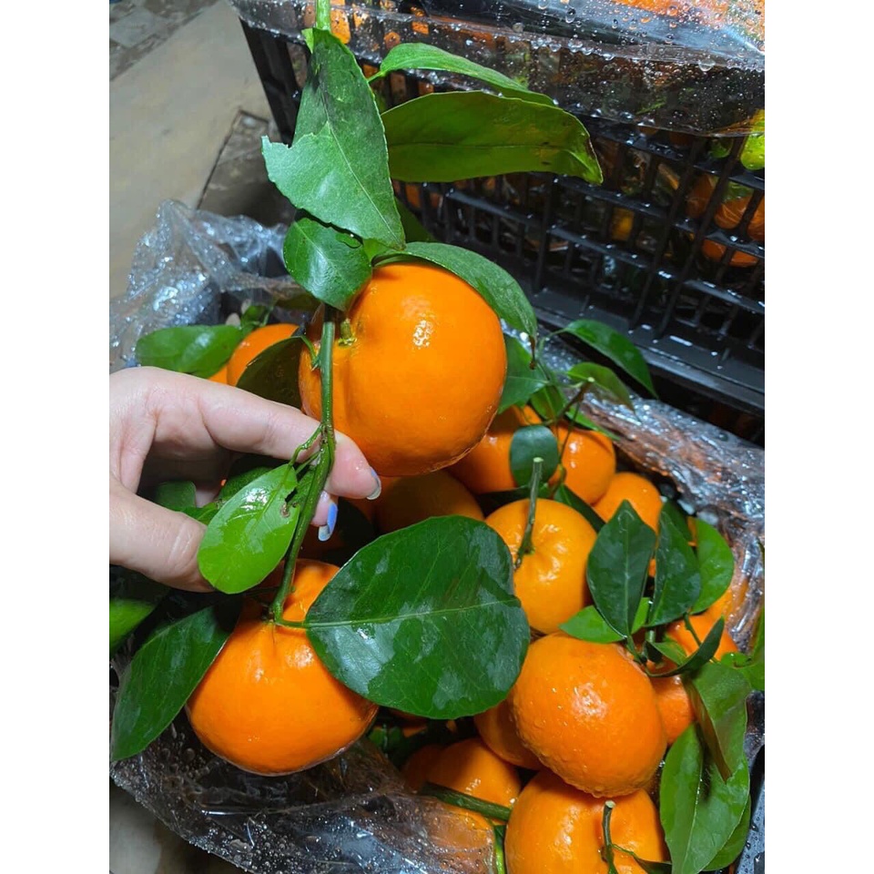 1 kg Quýt loại ngon - Ship hoả tốc Hà Nội