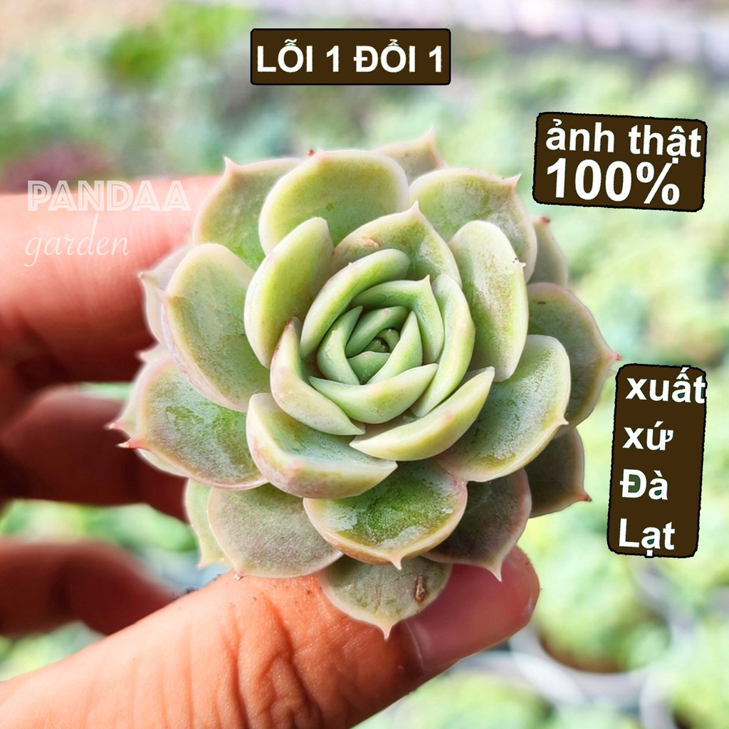 Sen Đá Ngọc Bích Size Mini 2.5-4cm, Sen Đá PANDAA GARDEN Xuất Xứ Đà Lạt Cây Khoẻ Đẹp, Thích Nghi Mọi Khí Hậu,Lỗi 1 Đổi 1