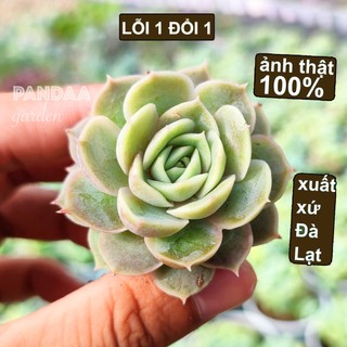 Sen Đá Ngọc Bích Size Mini 2.5-4cm, Sen Đá PANDAA GARDEN Xuất Xứ Đà Lạt Cây Khoẻ Đẹp, Thích Nghi Mọi Khí Hậu,Lỗi 1 Đổi 1