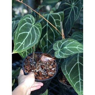 Sơ Dừa Cục trồng kiểng lá ( ĐÃ XỬ LÝ)