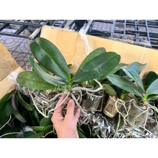 HỒ ĐIỆP GIỐNG 1.7 ĐỦ MÀU SẮC ĐÃ THUẦN VƯỜN