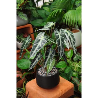Cây môn quan âm MIX CHẬU để bàn