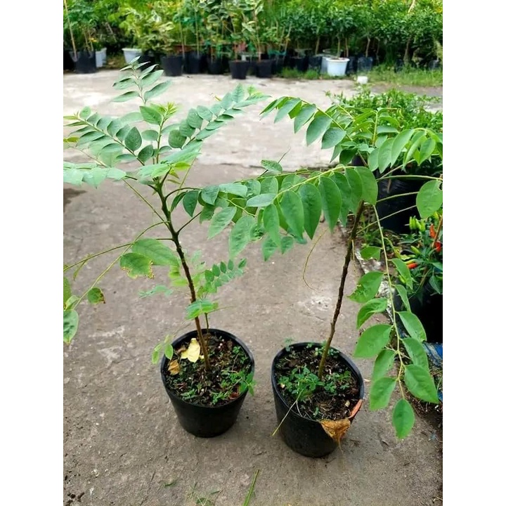 Cây chùm ruột giống