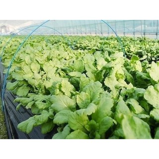 HẠT GIỐNG CẢI CÚC NẾP THÁI (la to)