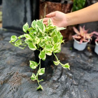 Trầu bà sữa MIX CHẬU để bàn